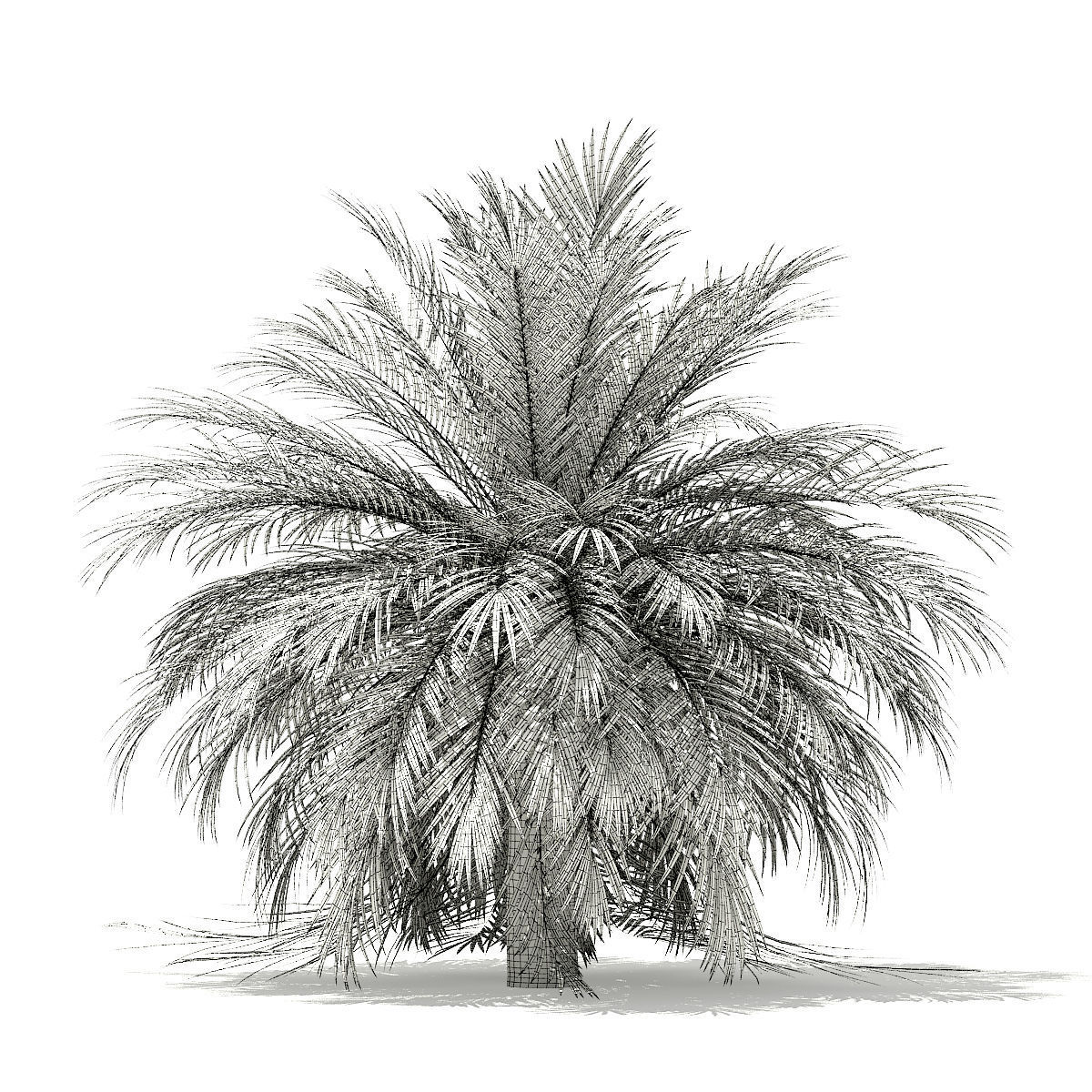 Butia Palm Tree 3D Model 3m 3D model_5