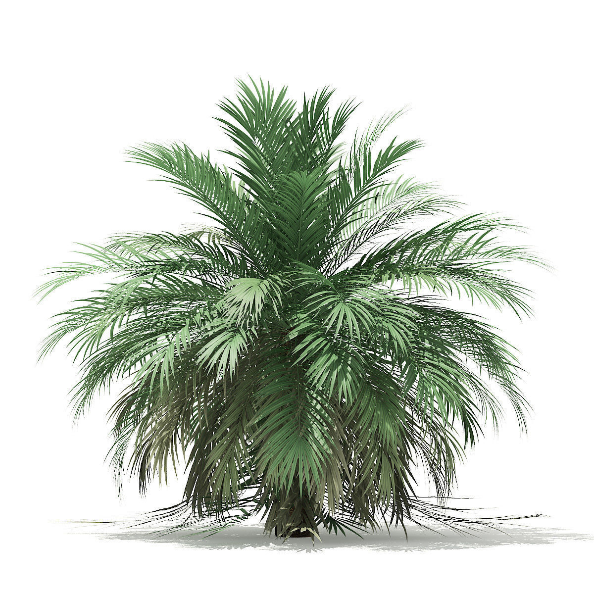 Butia Palm Tree 3D Model 3m 3D model_6