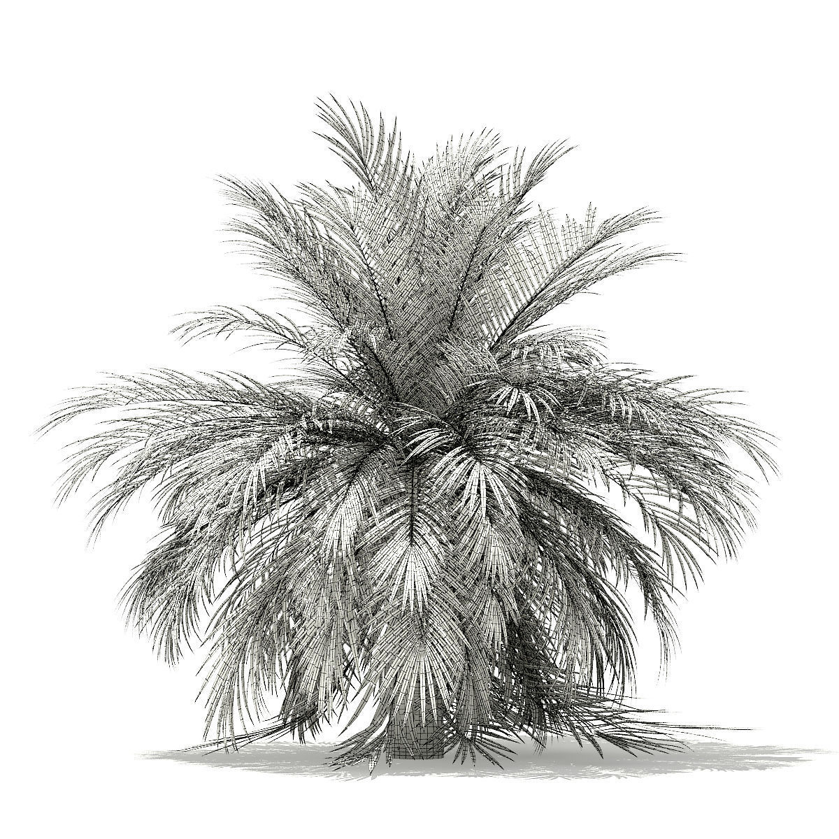 Butia Palm Tree 3D Model 3m 3D model_7