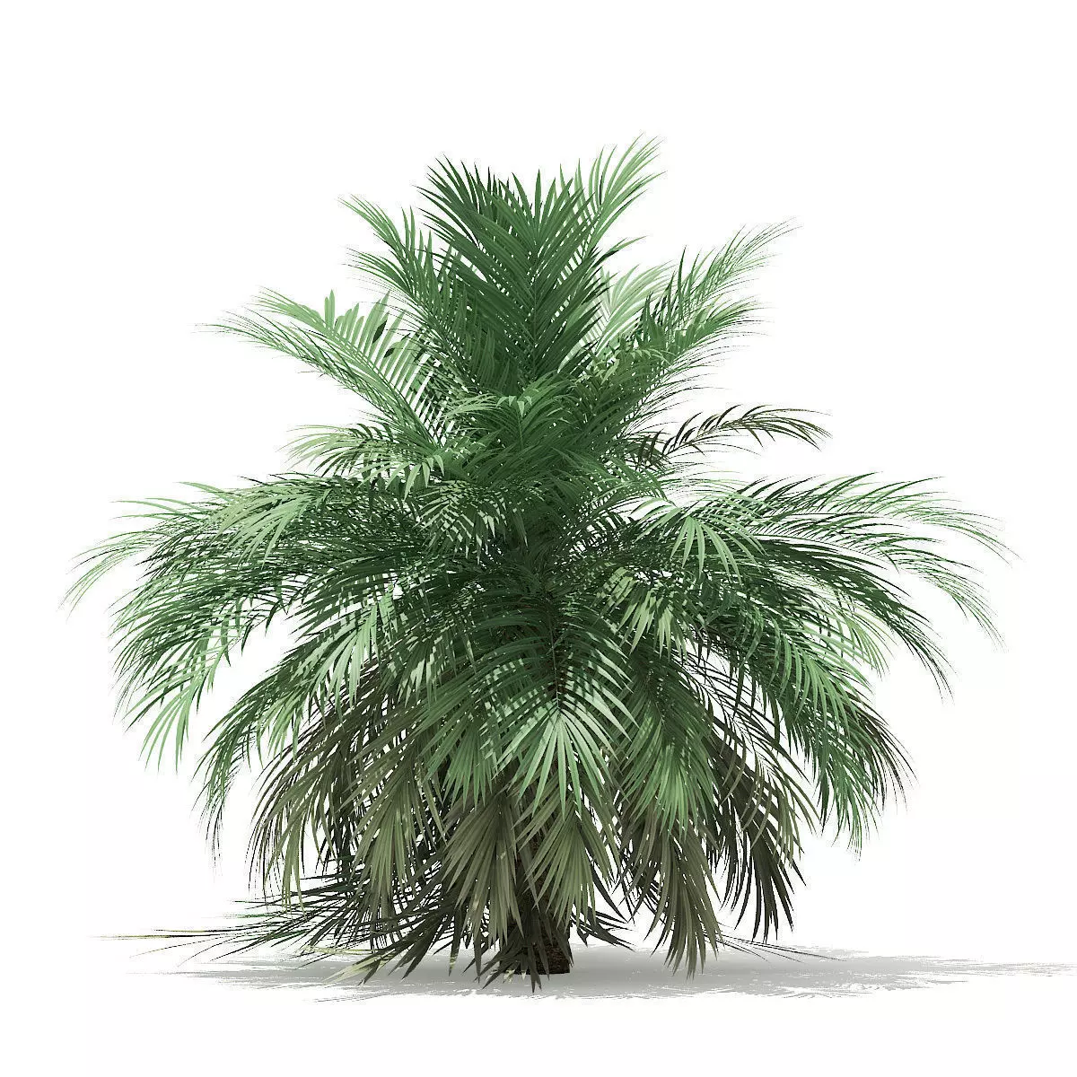 Butia Palm Tree 3D Model 3m 3D model_0