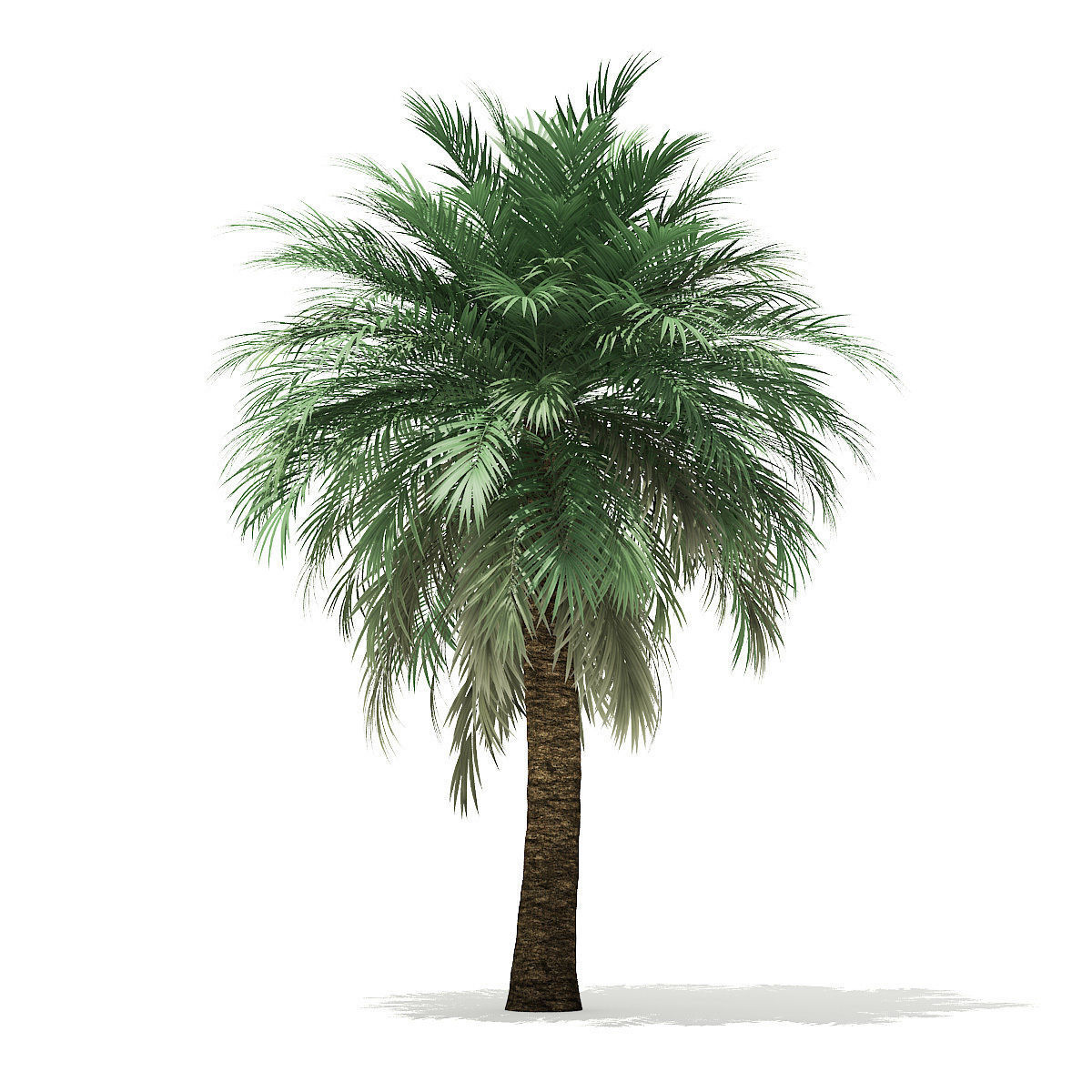 Butia Palm Tree 3D Model 5m 3D model_2