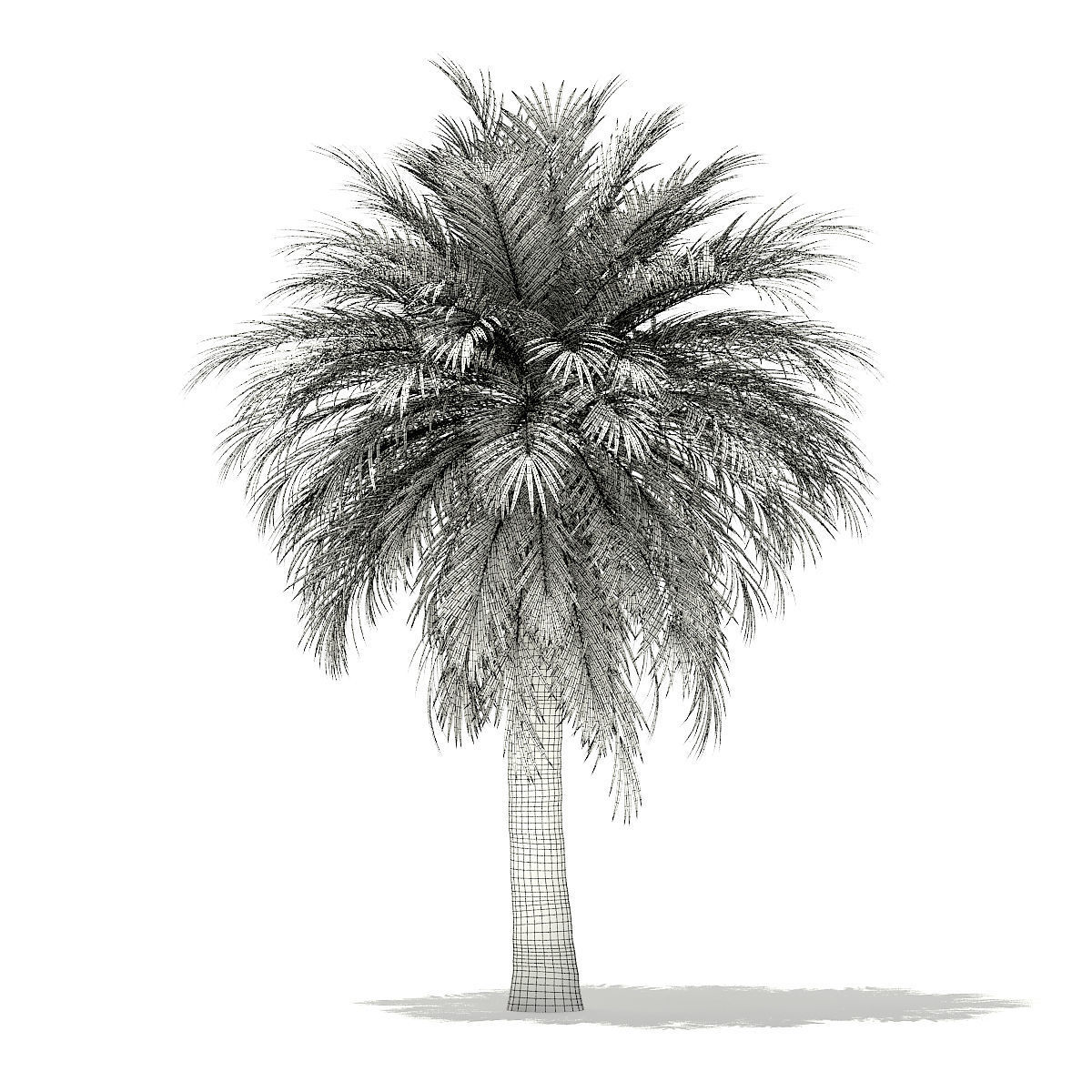 Butia Palm Tree 3D Model 5m 3D model_1