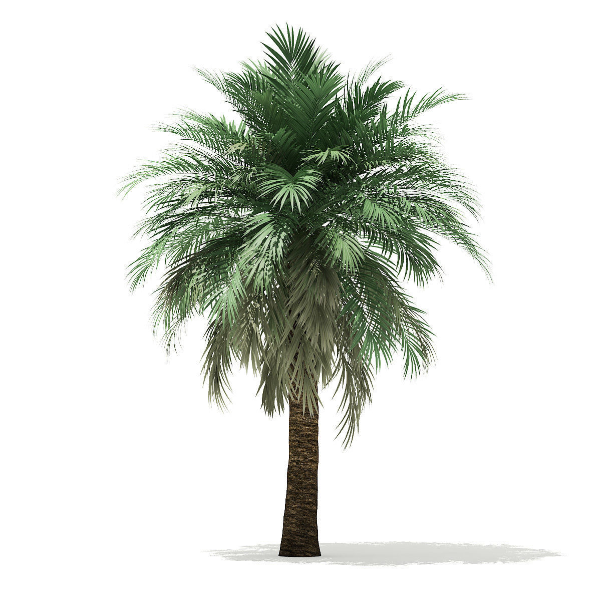 Butia Palm Tree 3D Model 5m 3D model_4