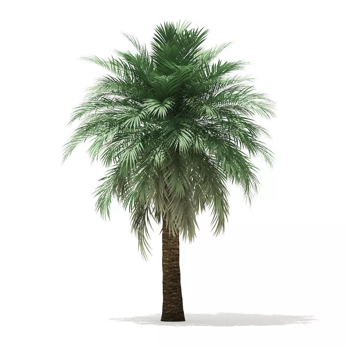 Butia Palm Tree 3D Model 5m 3D model_0