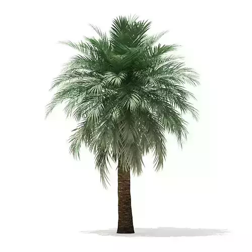 Butia Palm Tree 3D Model 5m 3D model