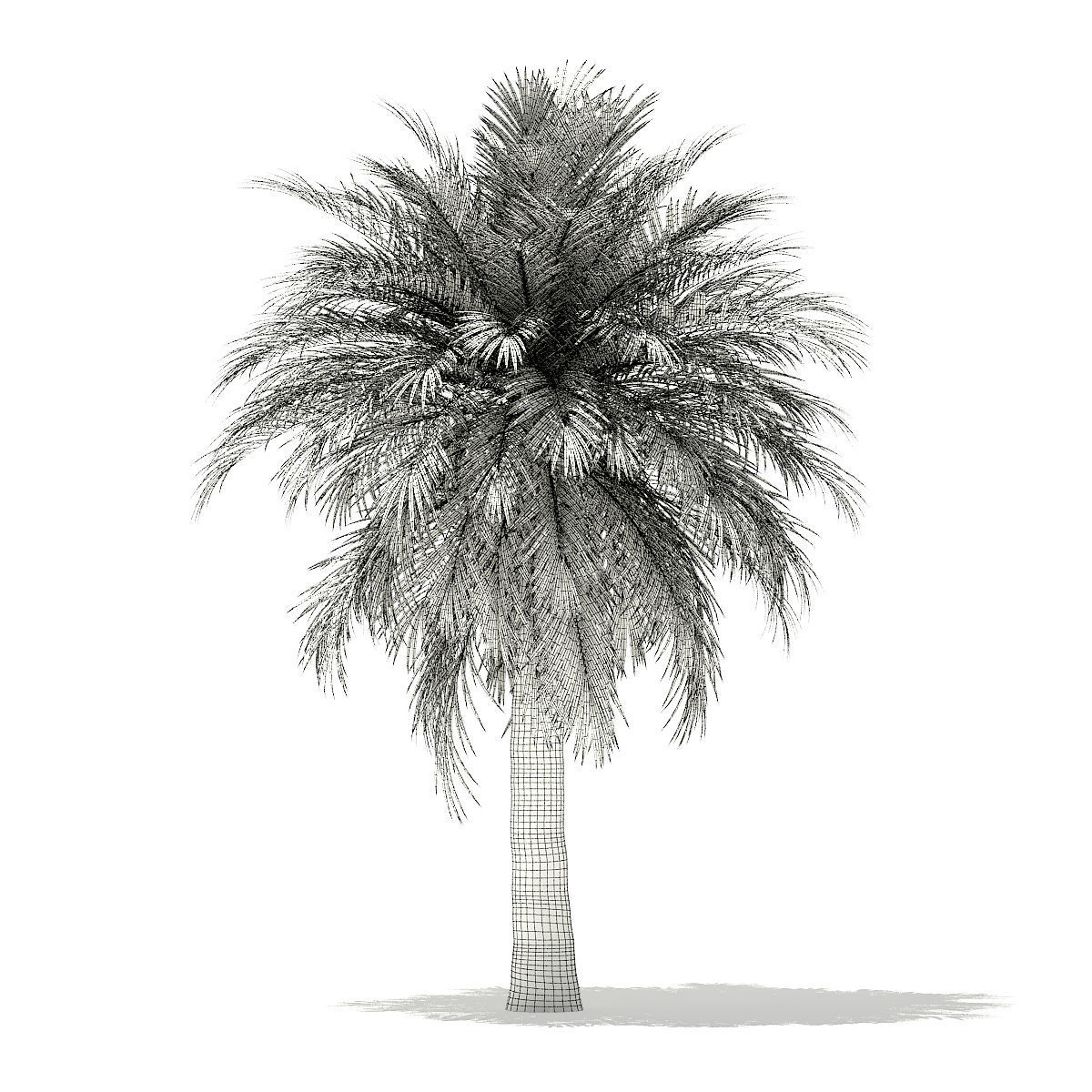 Butia Palm Tree 3D Model 5m 3D model_3