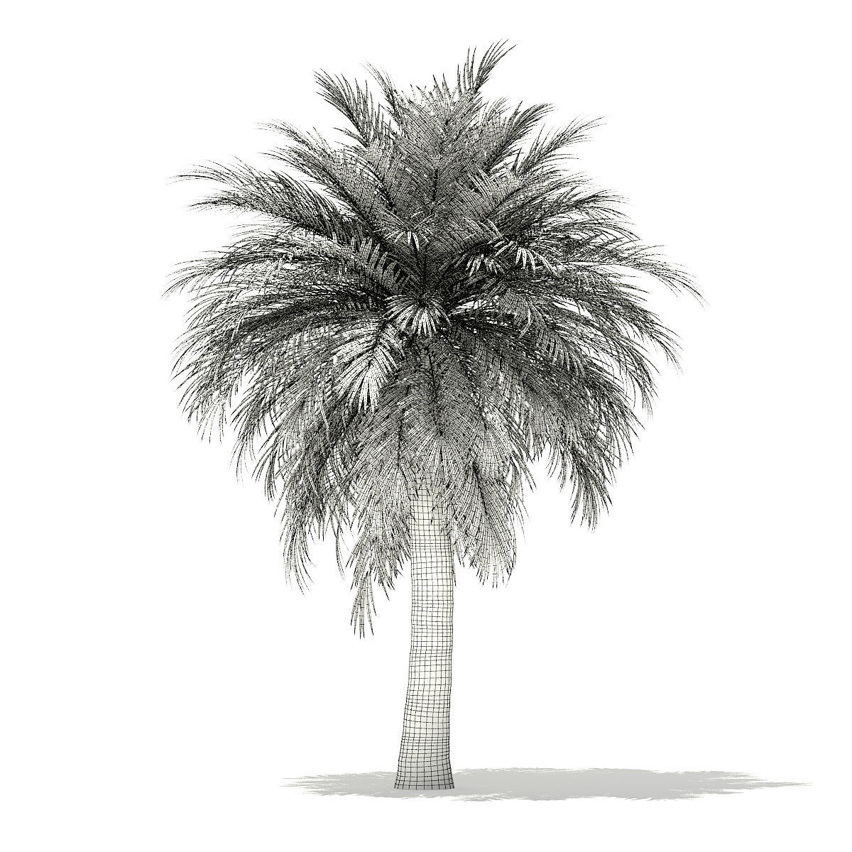 Butia Palm Tree 3D Model 5m 3D model_5