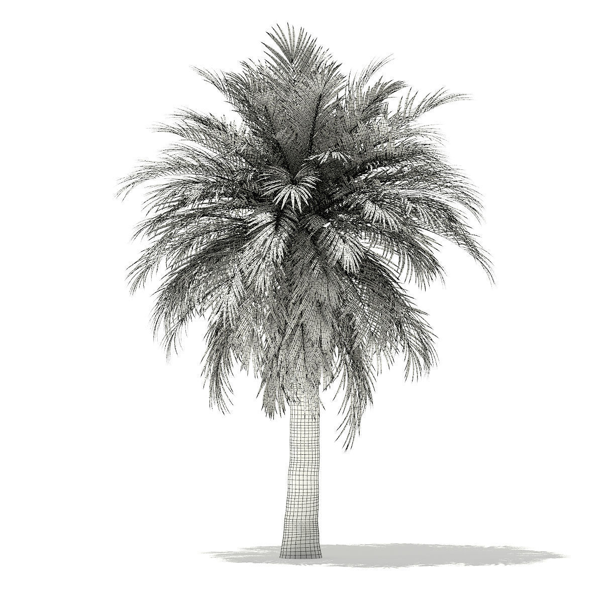 Butia Palm Tree 3D Model 5m 3D model_7