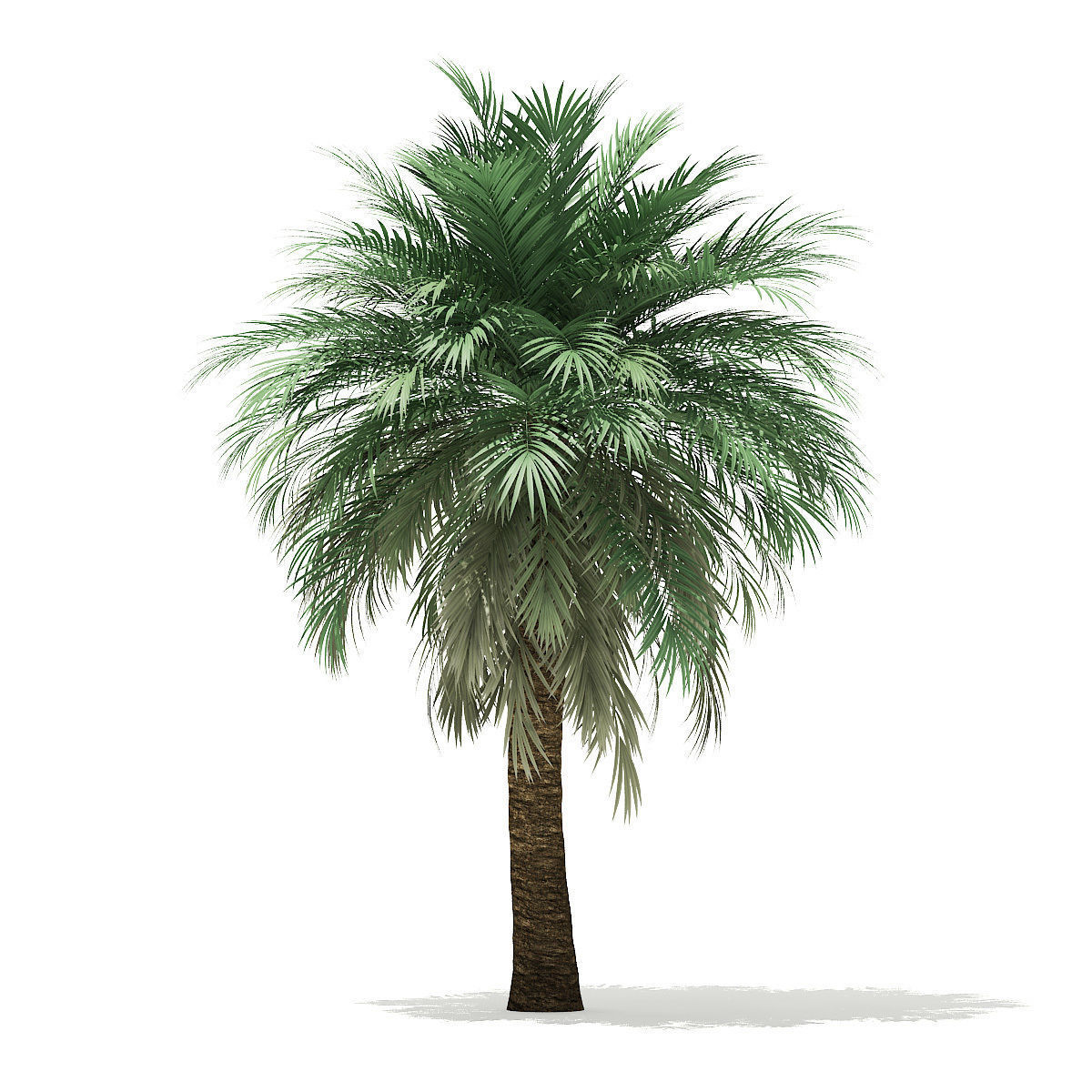 Butia Palm Tree 3D Model 5m 3D model_6