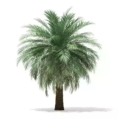 Butia Palm Tree 3D Model 4m