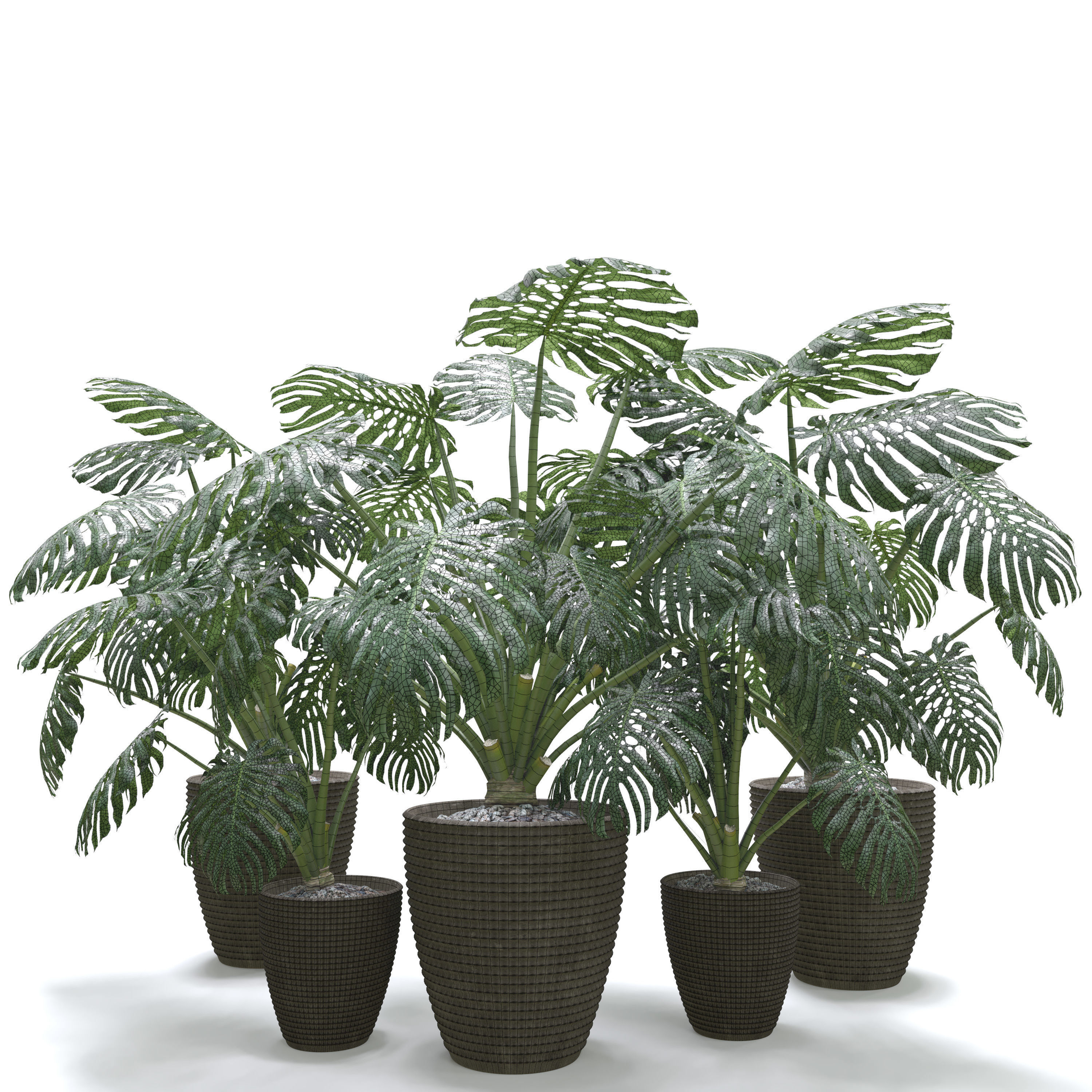Monstera Deliciosa Plant Set 3D model_2