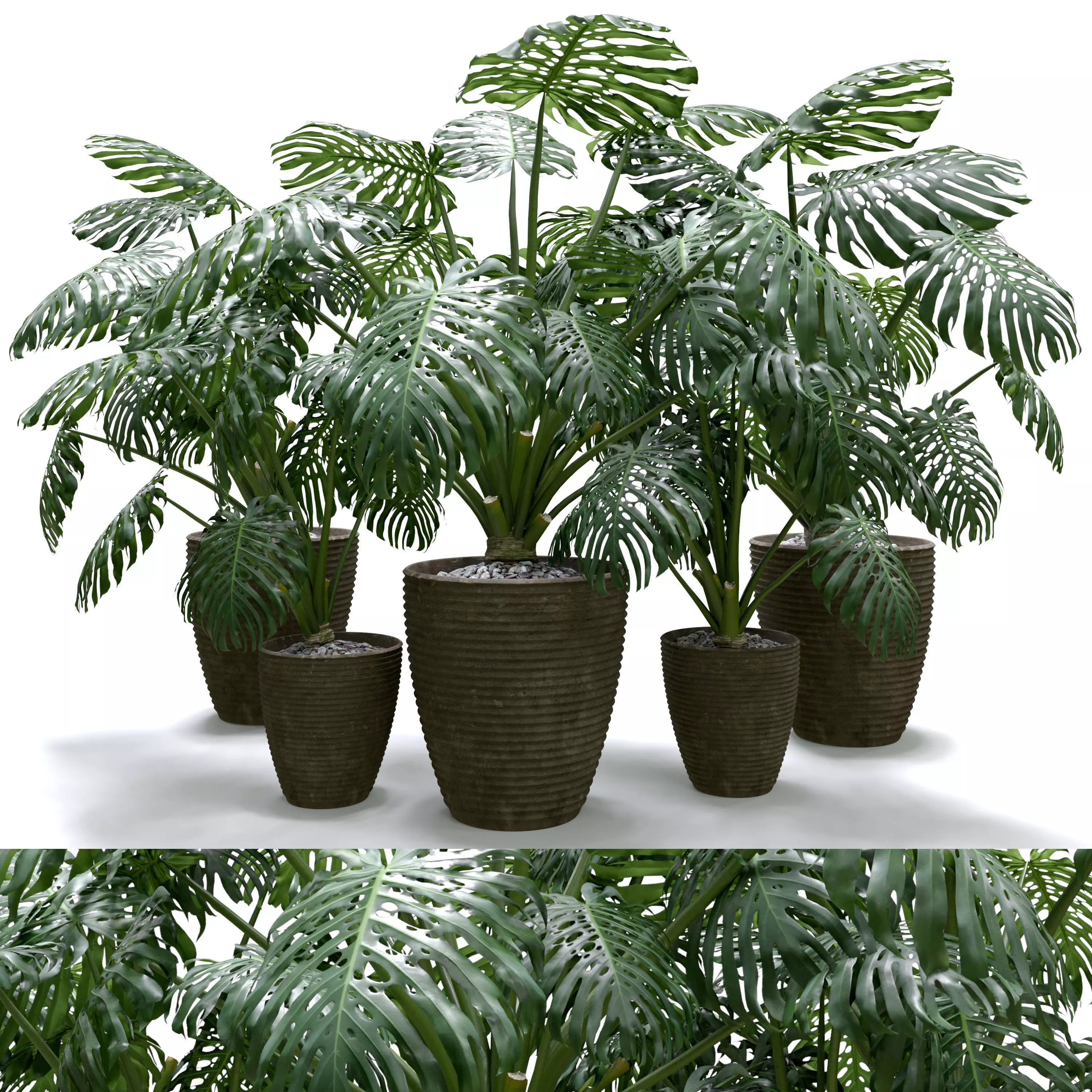 Monstera Deliciosa Plant Set 3D model_0