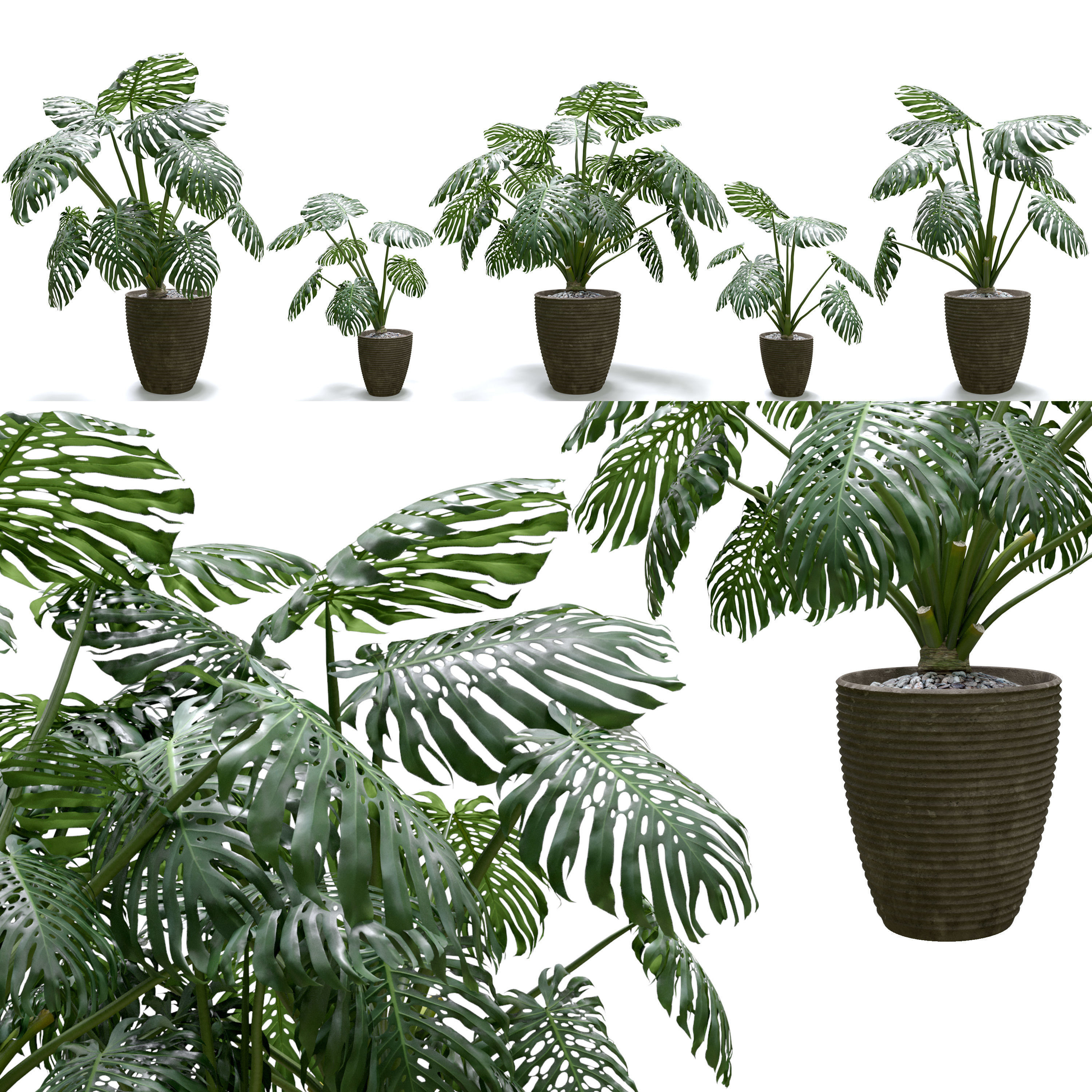 Monstera Deliciosa Plant Set 3D model_1