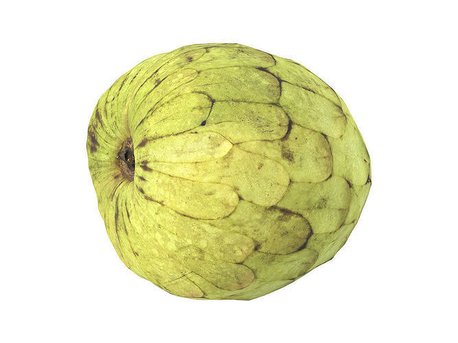 Photorealistic Cherimoya 3D Scan 6 3D model