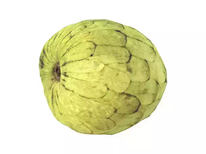 Photorealistic Cherimoya 3D Scan 6 3D model