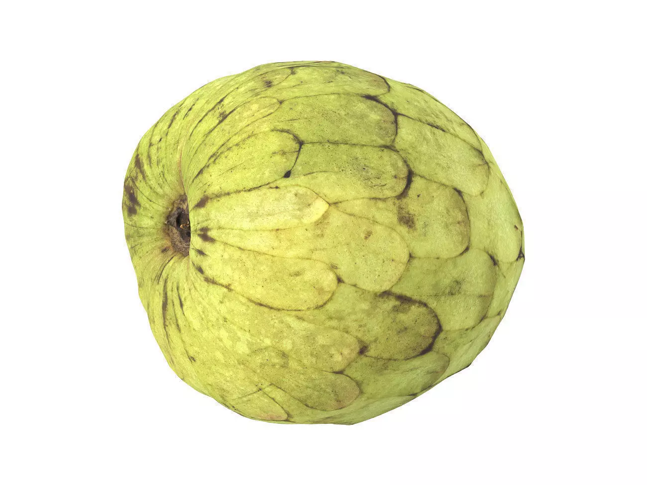 Photorealistic Cherimoya 3D Scan 6 3D model_0