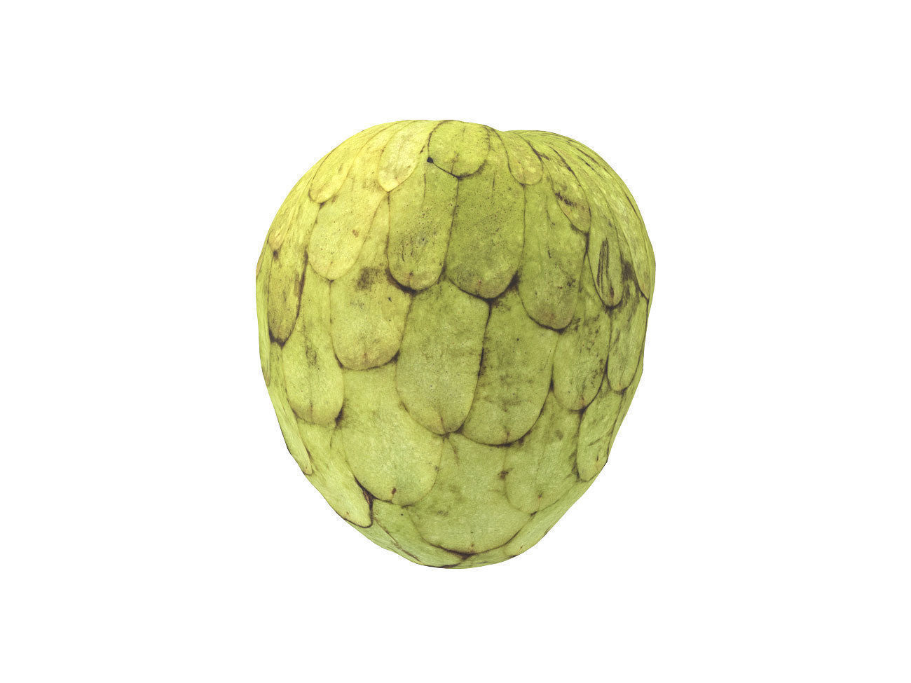 Photorealistic Cherimoya 3D Scan 6 3D model_1