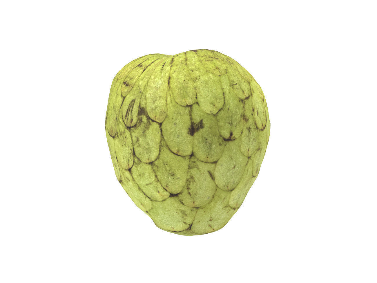 Photorealistic Cherimoya 3D Scan 6 3D model_2