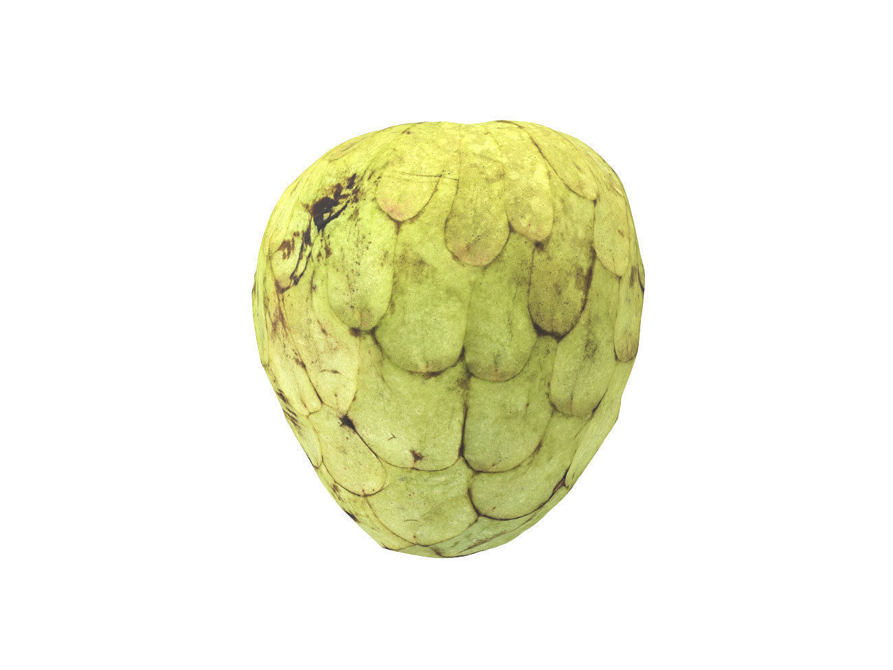 Photorealistic Cherimoya 3D Scan 6 3D model_4