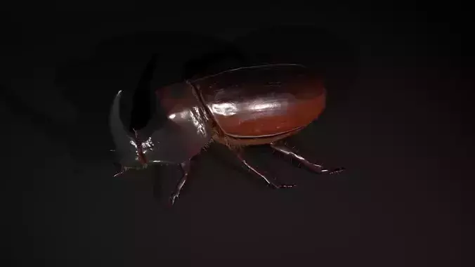 Rhinoceros beetle
