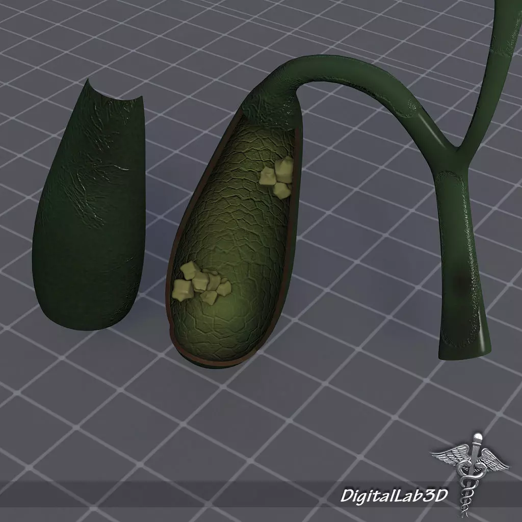 Gall Bladder Anatomy 3D model