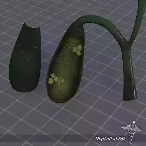 Gall Bladder Anatomy 3D model