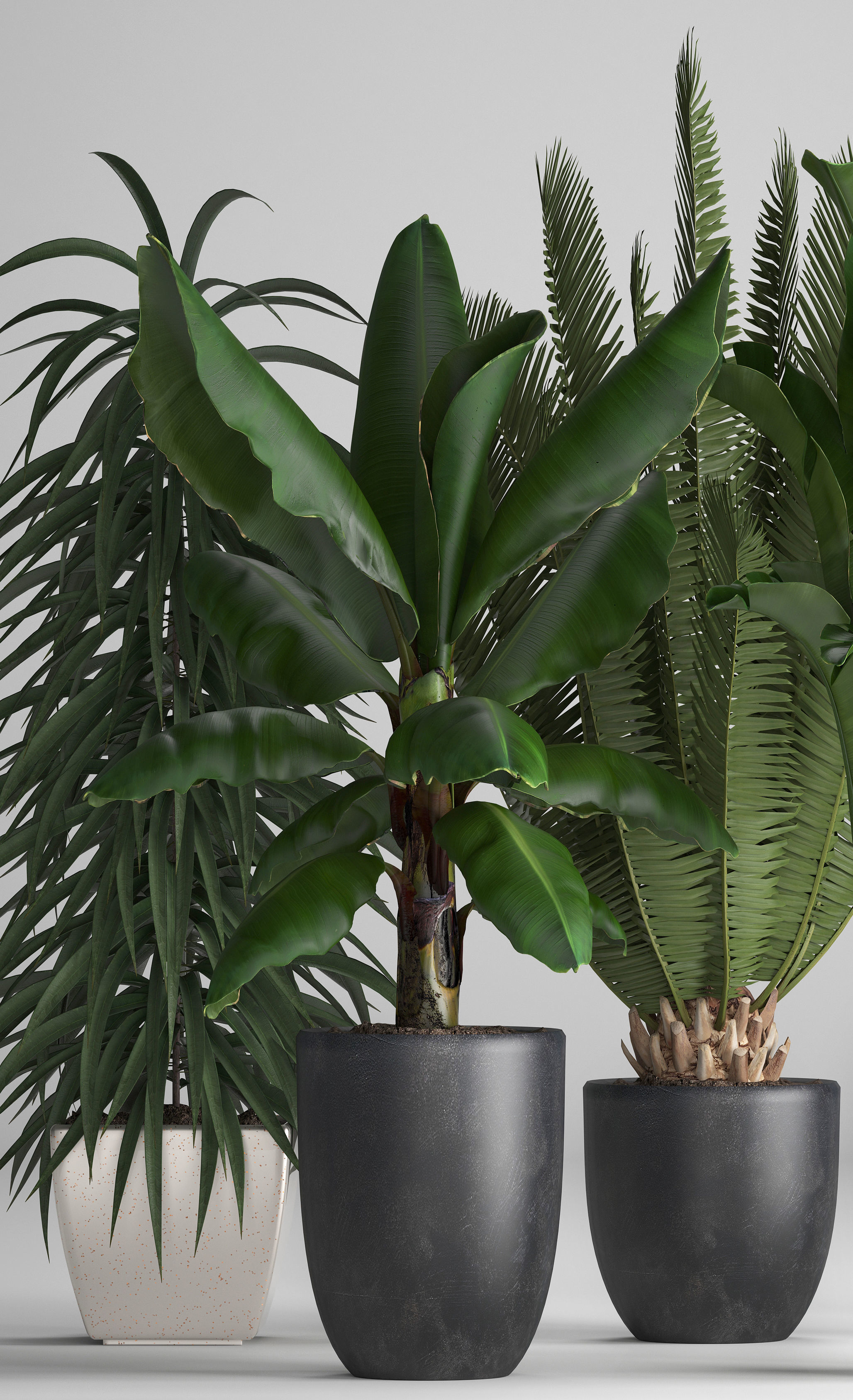 Collection of ornamental plants in pots 3D model_2