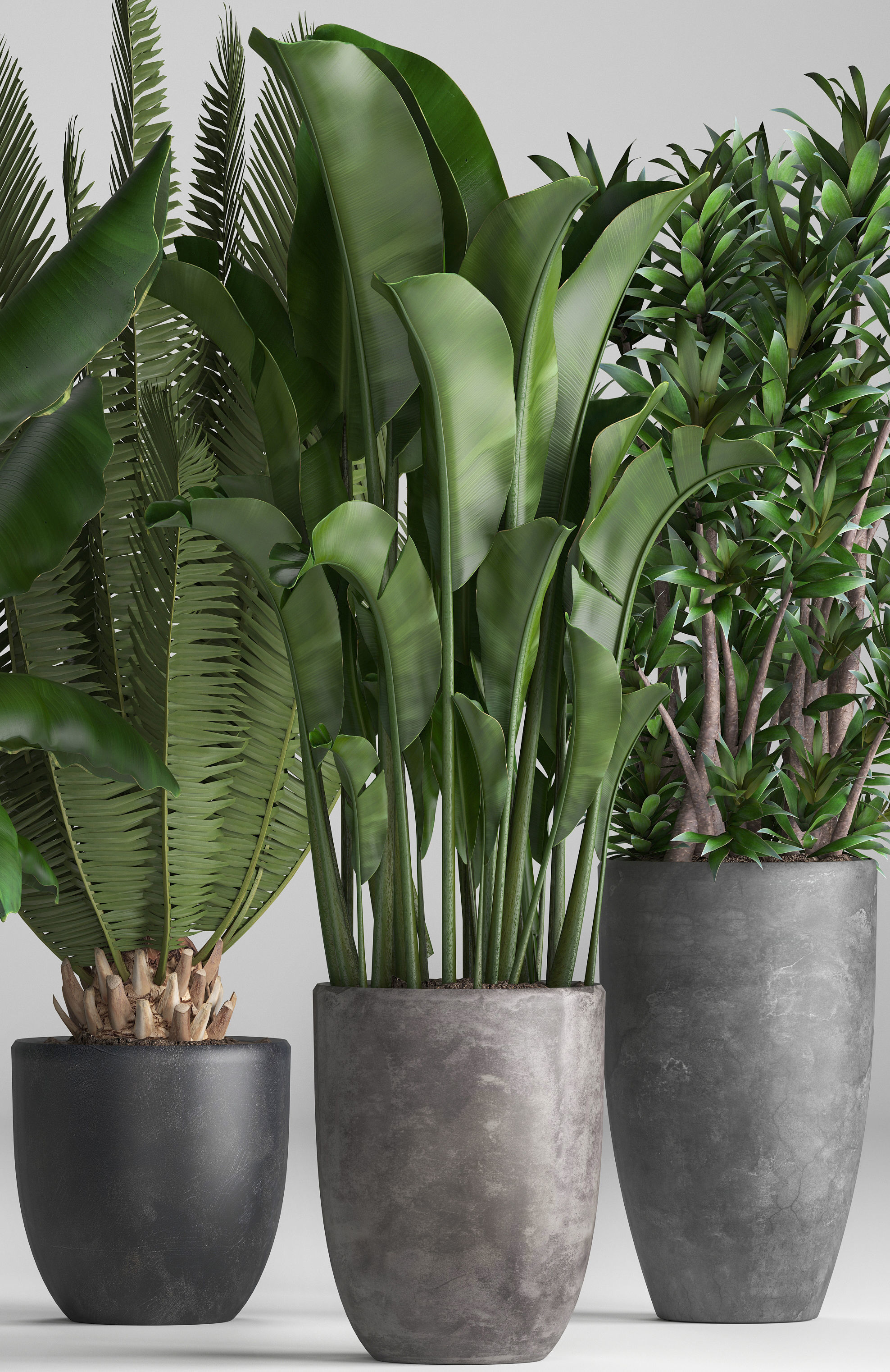 Collection of ornamental plants in pots 3D model_3