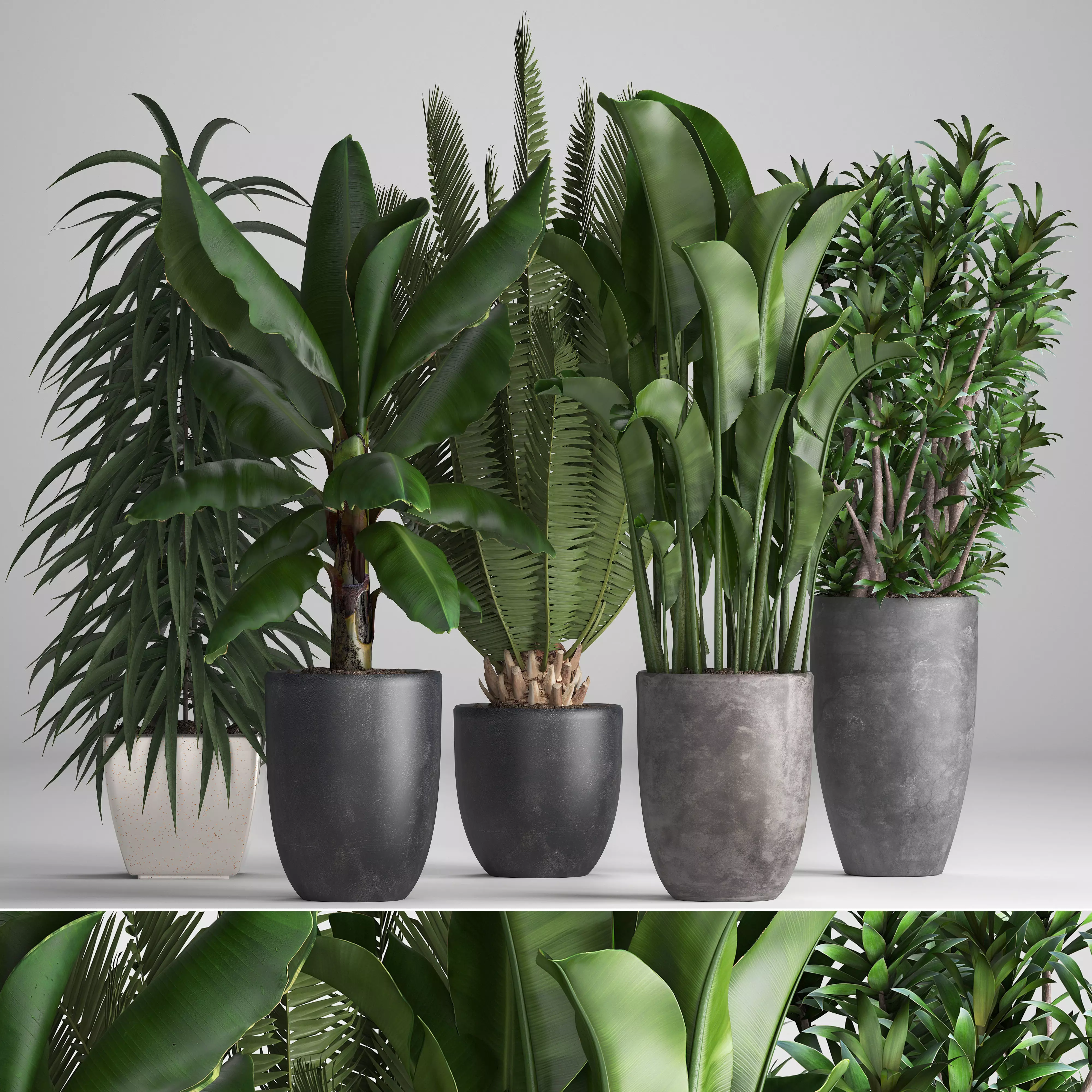 Collection of ornamental plants in pots 3D model_0