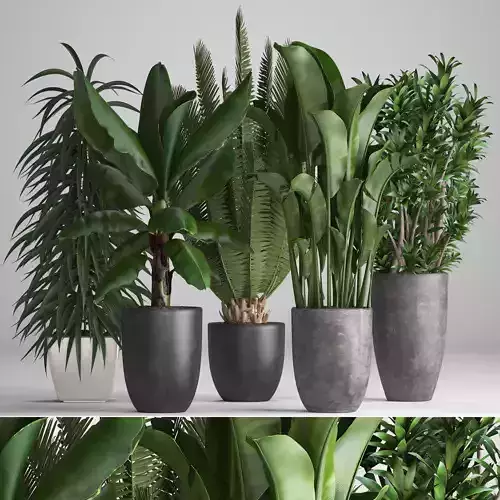 Collection of ornamental plants in pots