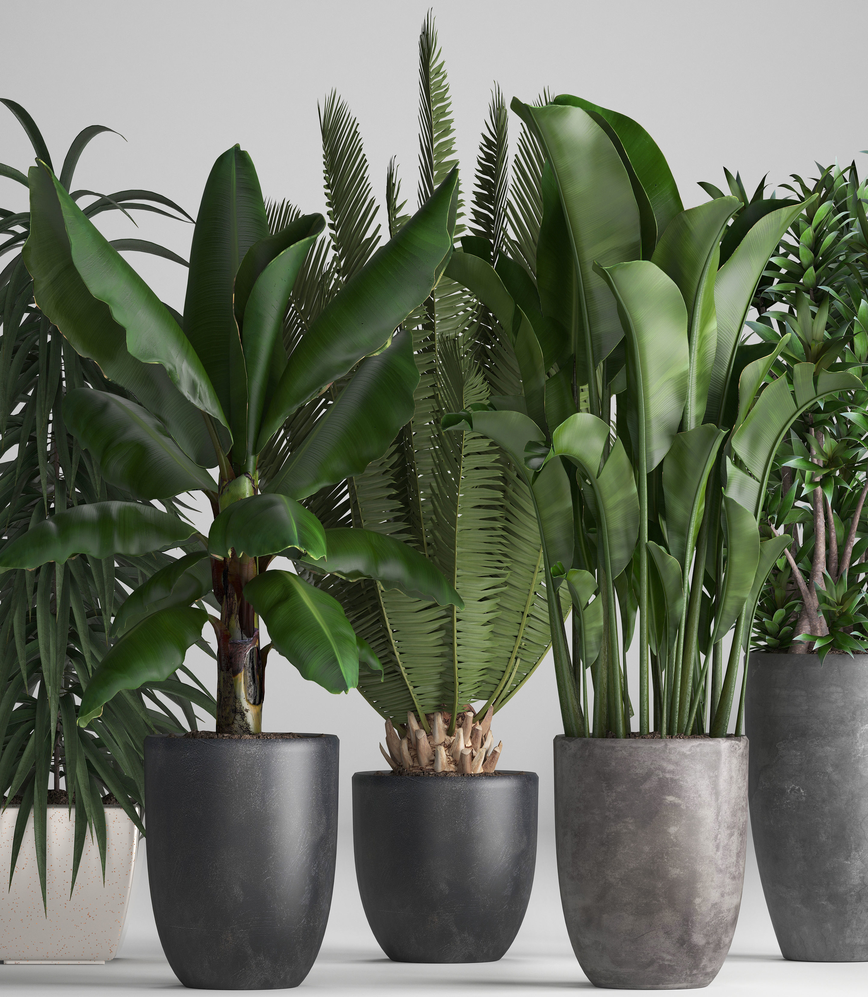Collection of ornamental plants in pots 3D model_4