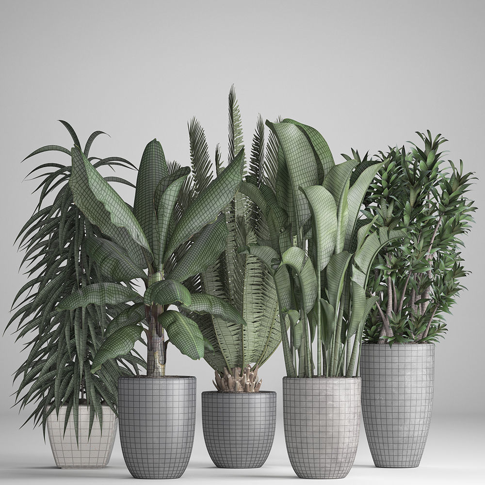 Collection of ornamental plants in pots 3D model_8