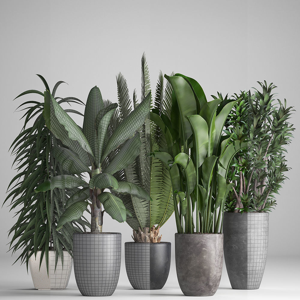 Collection of ornamental plants in pots 3D model_7