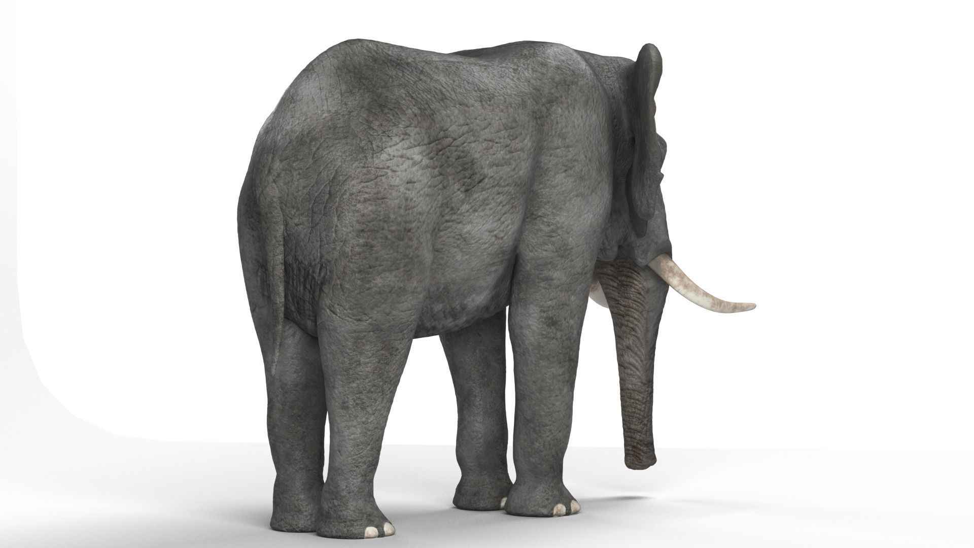 African elephant 3D model Low-poly 3D model_4