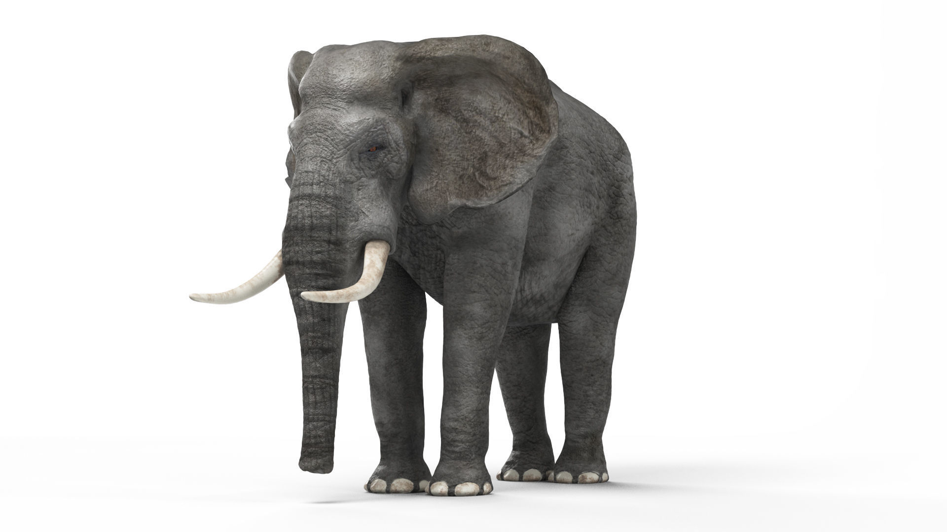 African elephant 3D model Low-poly 3D model_11