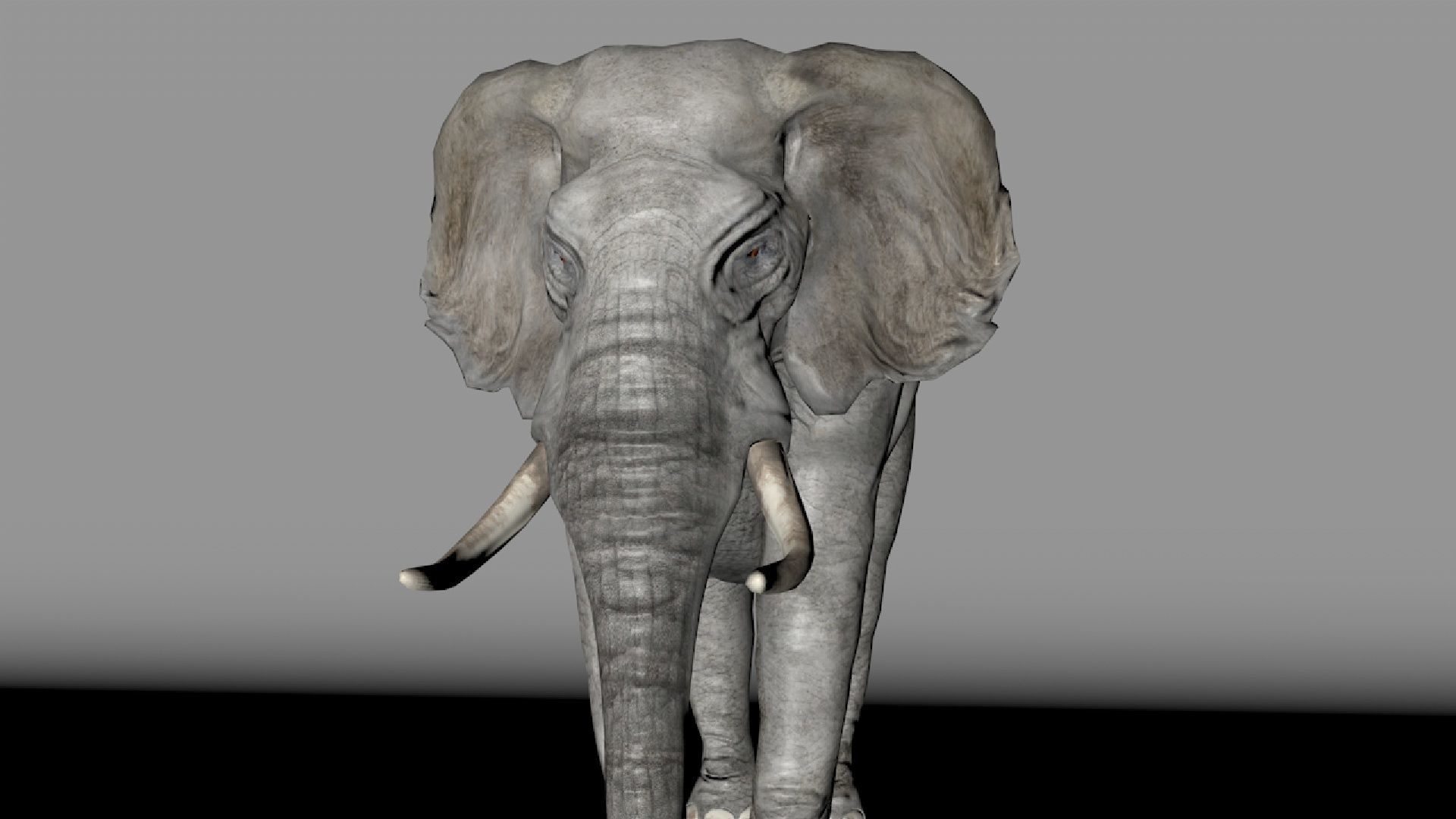 African elephant 3D model Low-poly 3D model_13