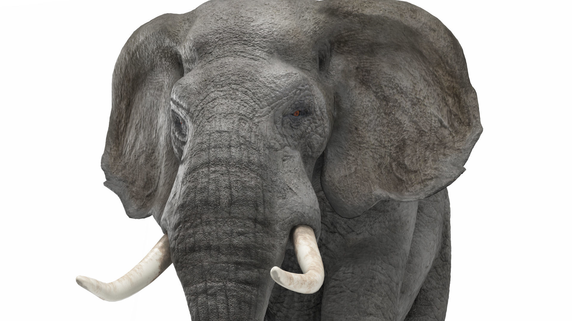 African elephant 3D model Low-poly 3D model_9