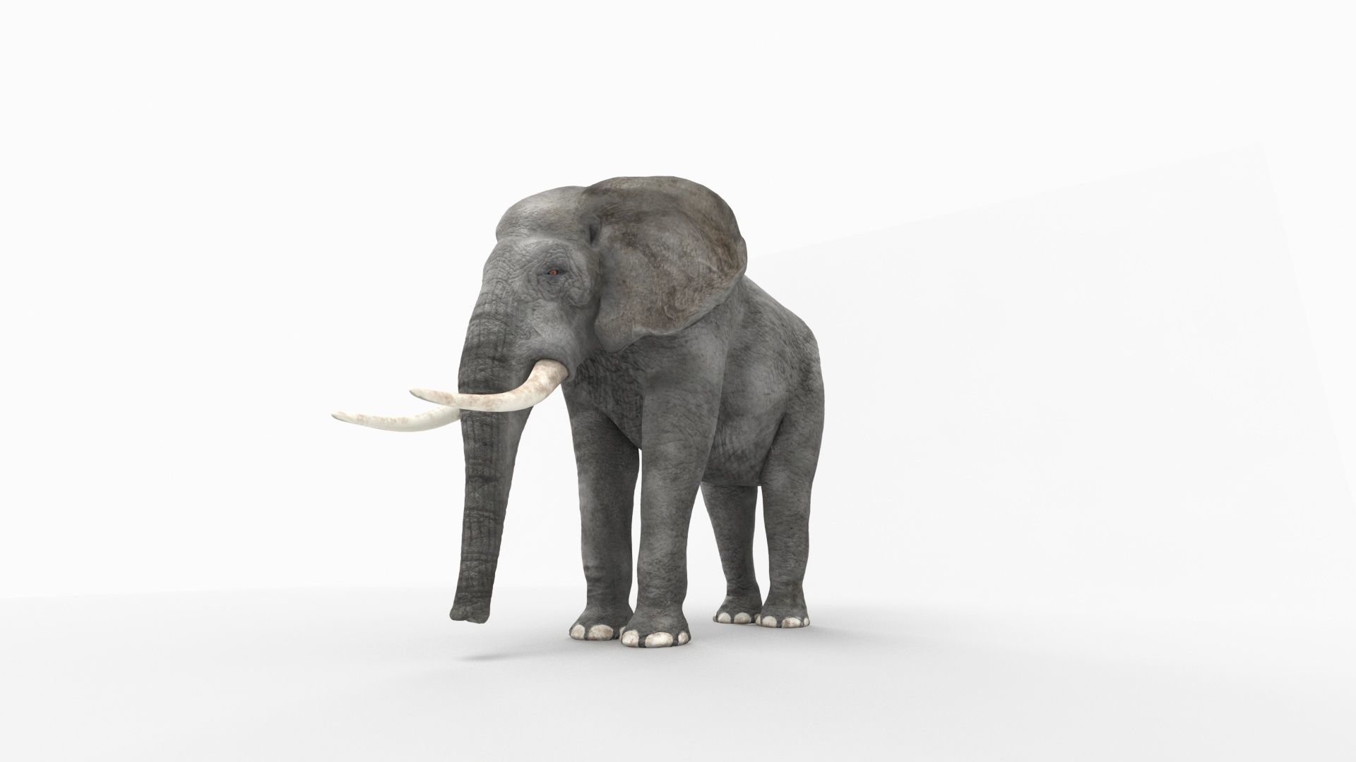 African elephant 3D model Low-poly 3D model_7