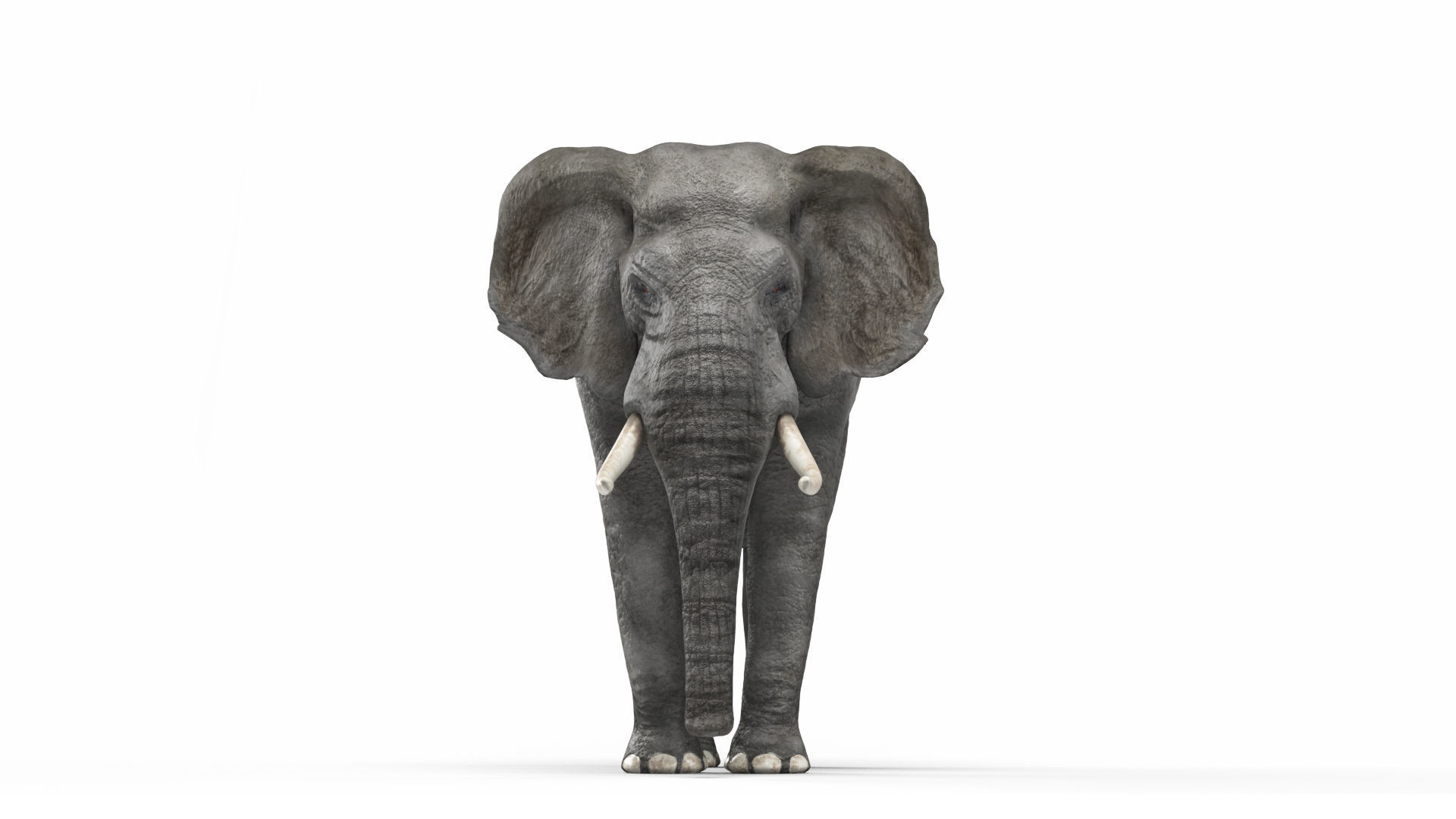 African elephant 3D model Low-poly 3D model_10