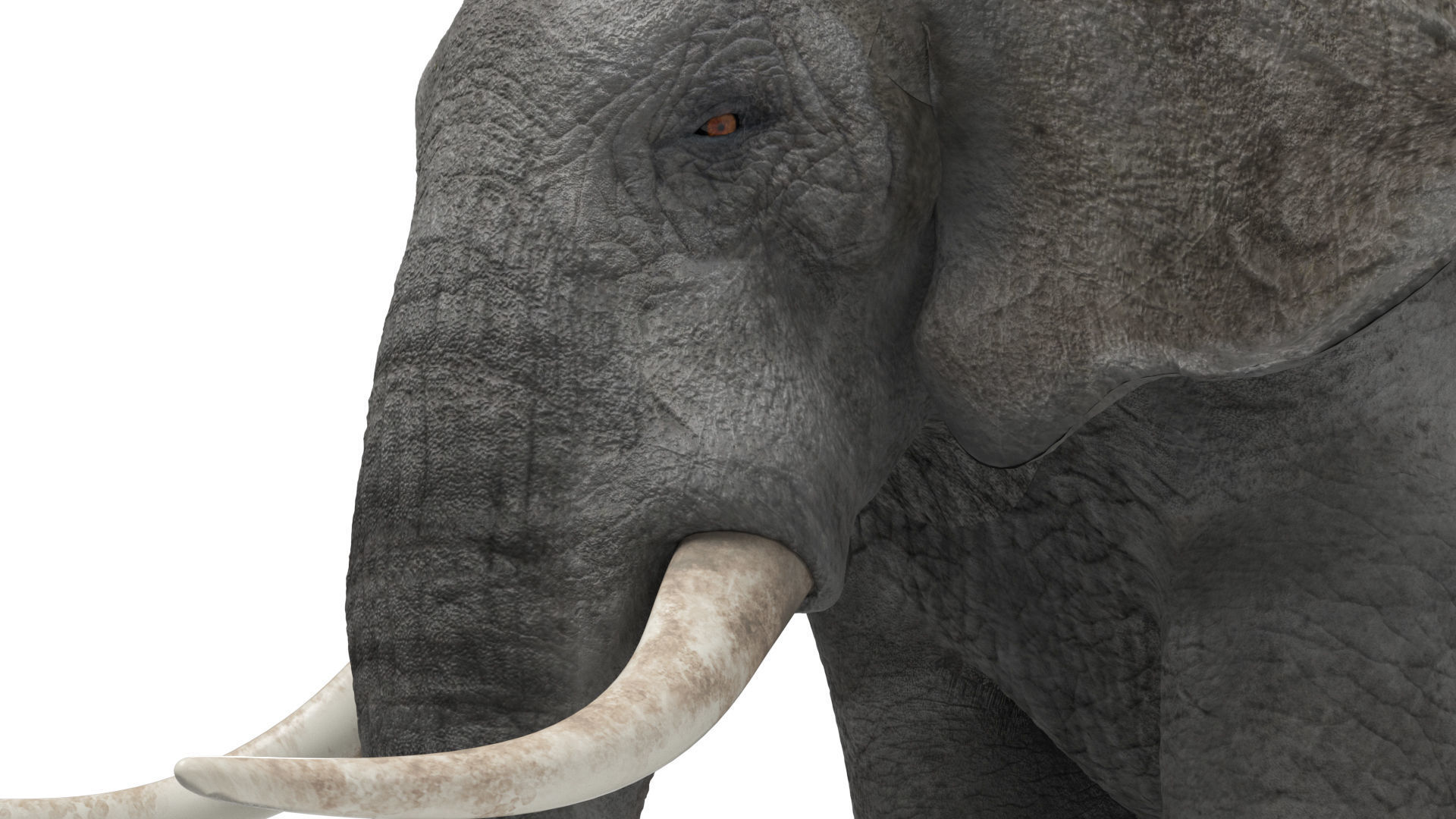 African elephant 3D model Low-poly 3D model_5