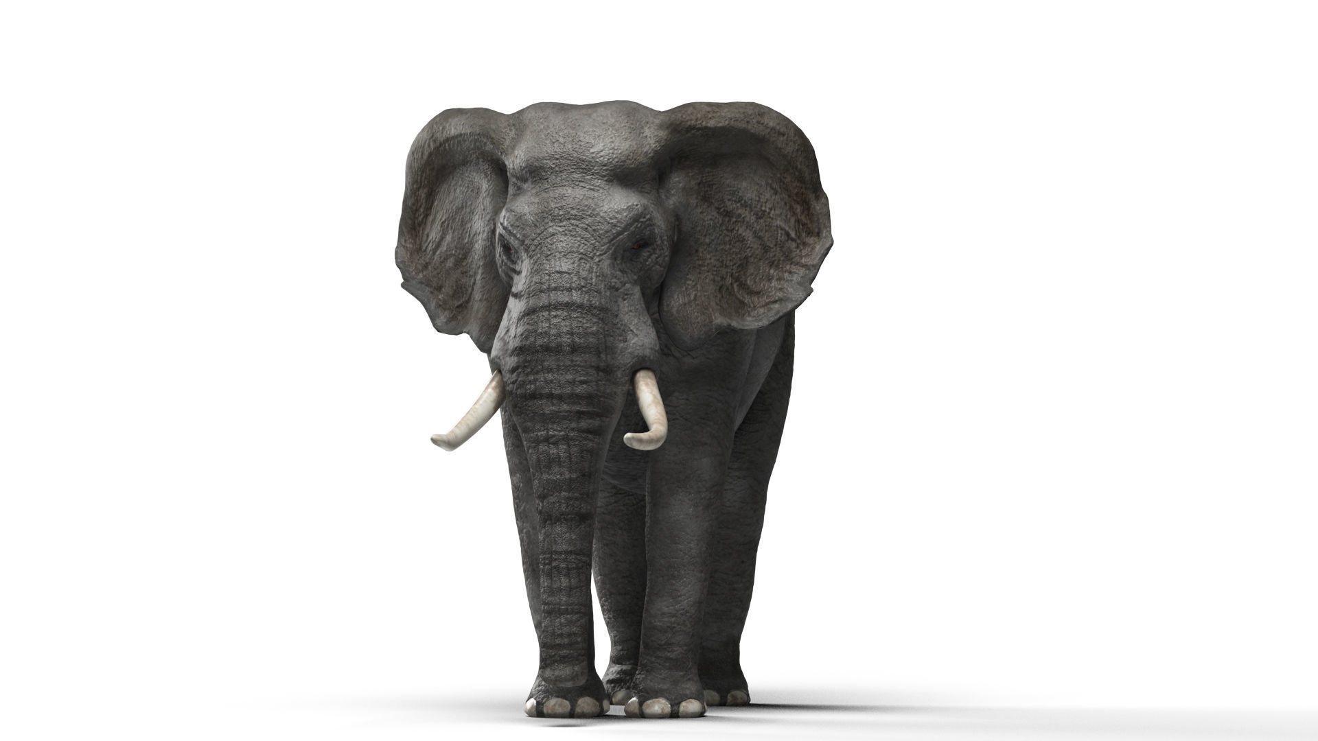 African elephant 3D model Low-poly 3D model_8