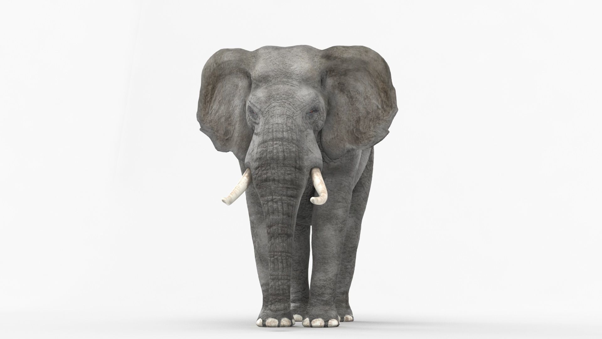 African elephant 3D model Low-poly 3D model_1