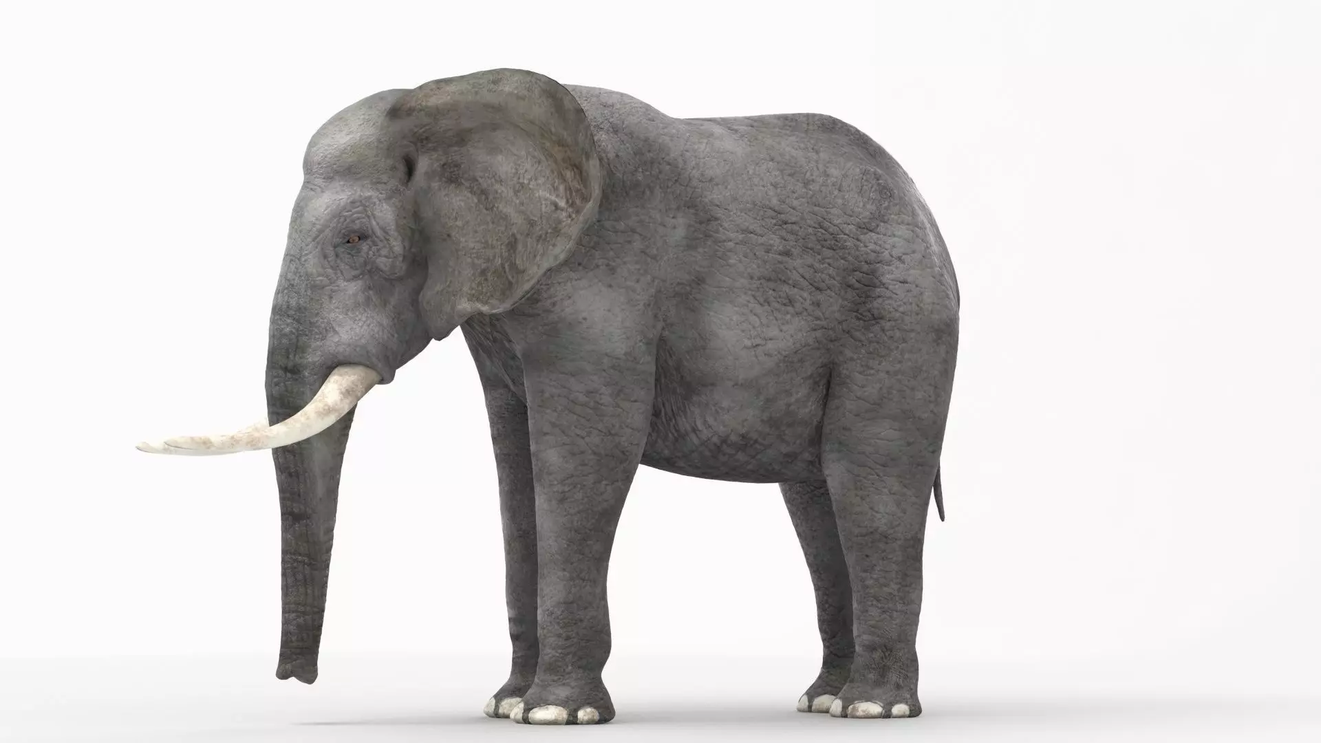 African elephant 3D model Low-poly 3D model_0