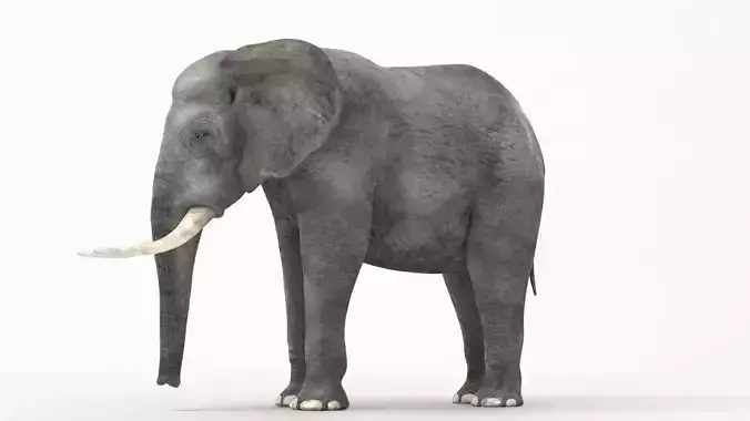 African elephant 3D model Low-poly 3D model