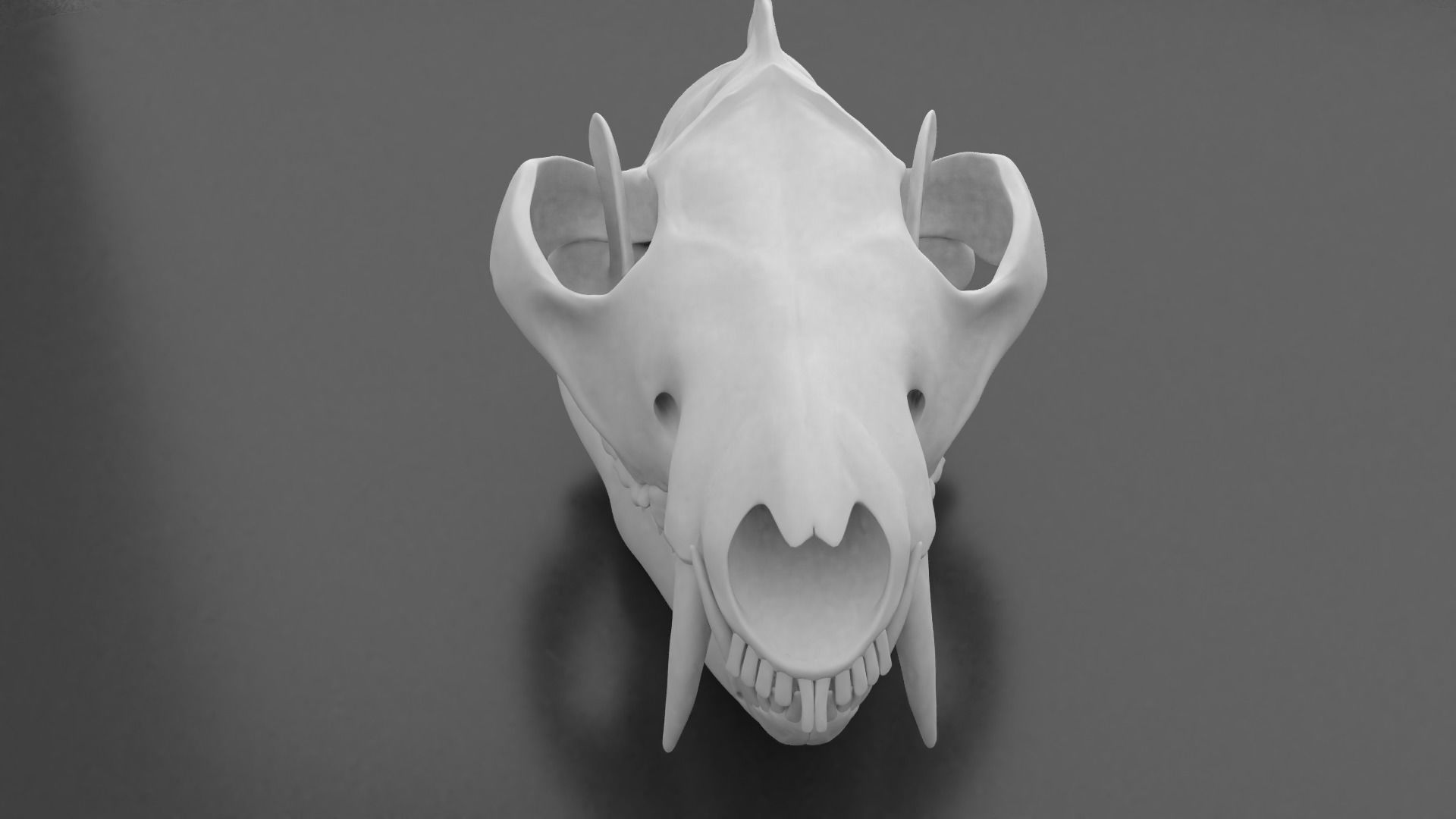 Oppossum Skull 3D print model_1