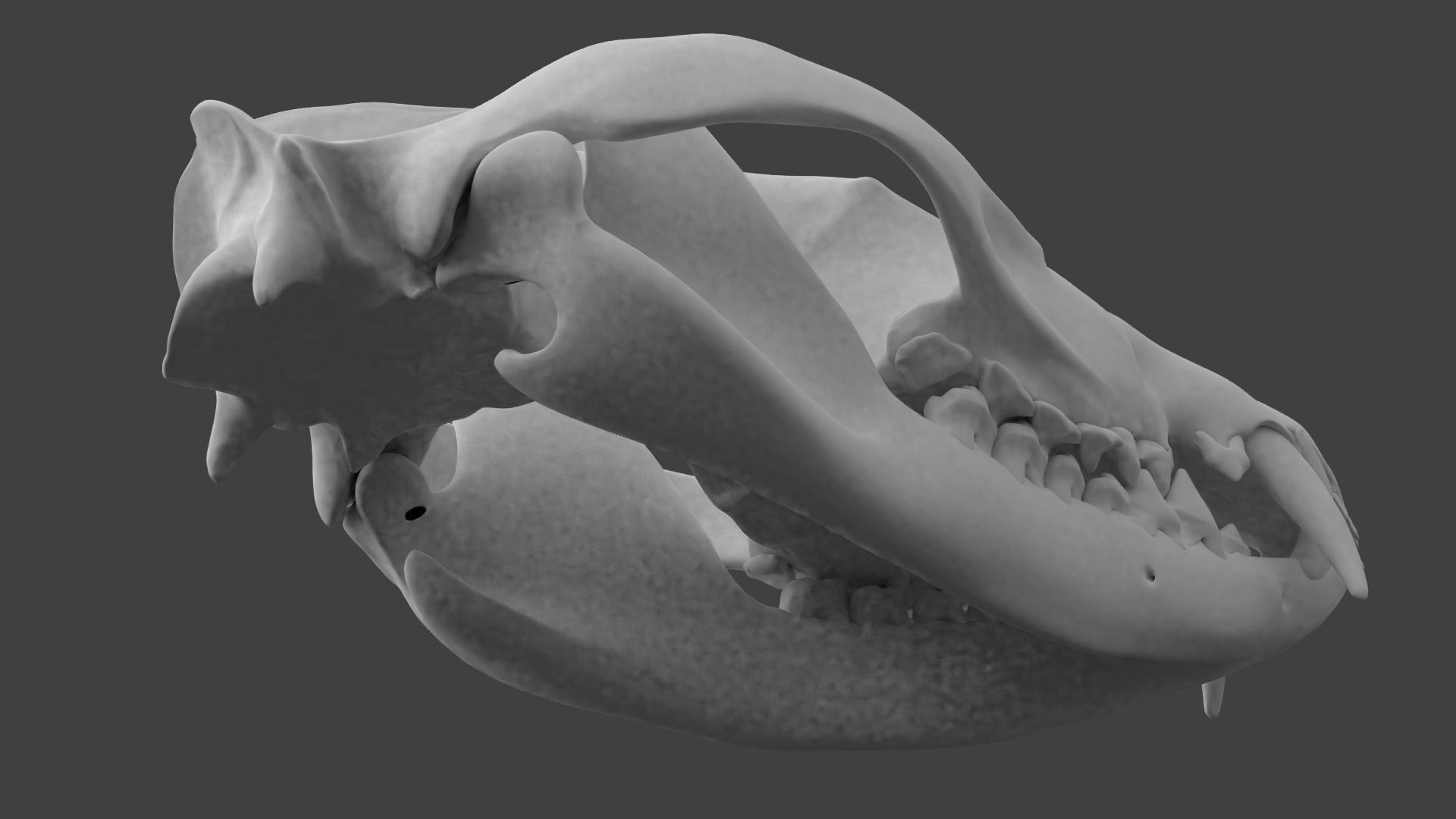 Oppossum Skull 3D print model_8