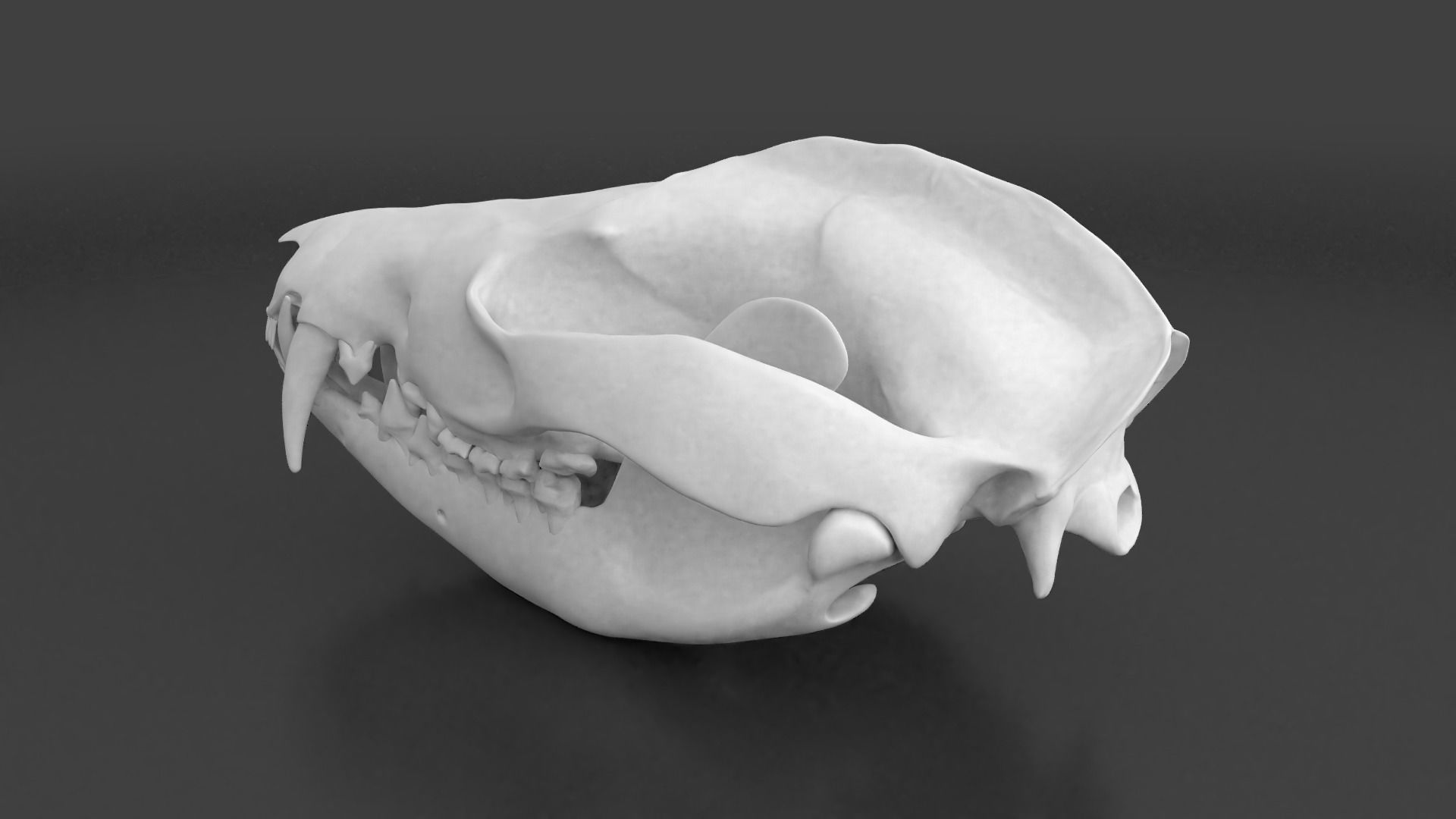 Oppossum Skull 3D print model_4