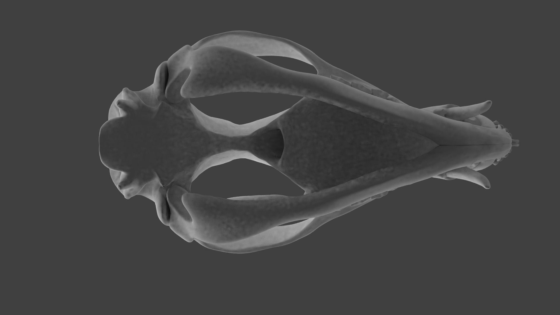 Oppossum Skull 3D print model_7