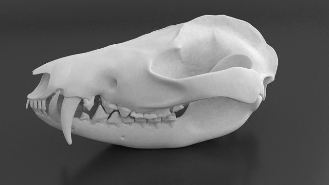 Oppossum Skull 3D print model