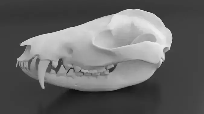 Oppossum Skull 3D print model